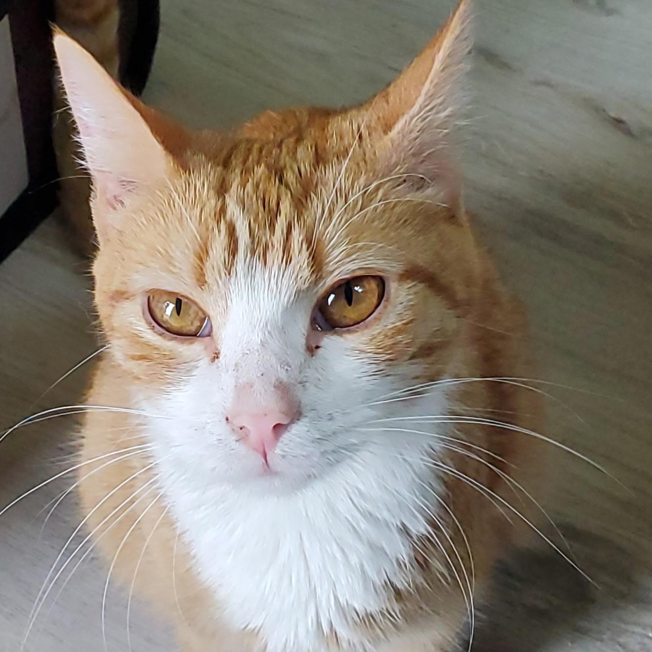 Gemma, a Adoptable Domestic Short Hair in Landenberg, PA image 3/6