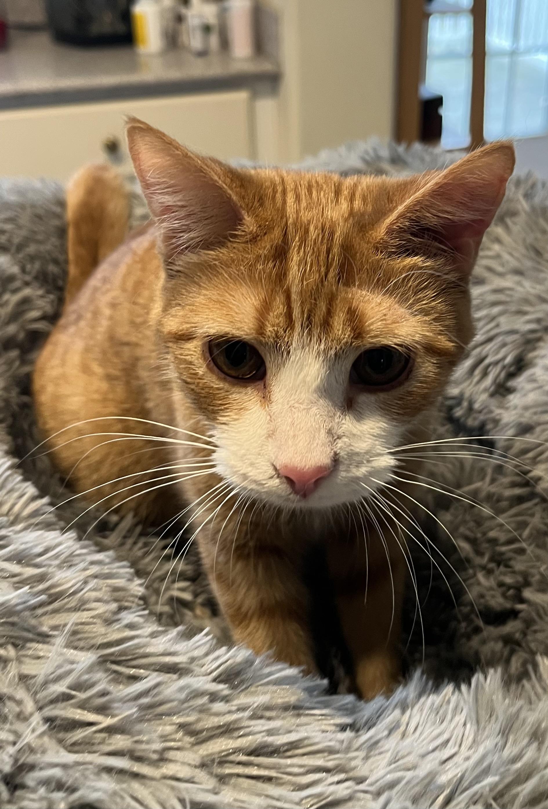 Gemma, a Adoptable Domestic Short Hair in Landenberg, PA image 4/6