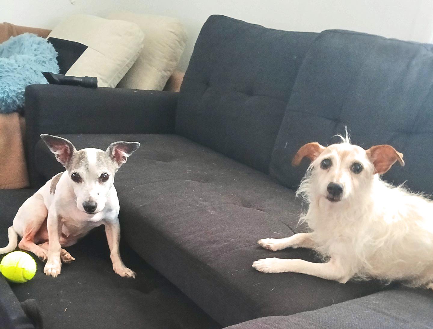 Enlarge Snoopy & Chloe, a Adopted mixed breed in St Petersburg, FL image 1/6