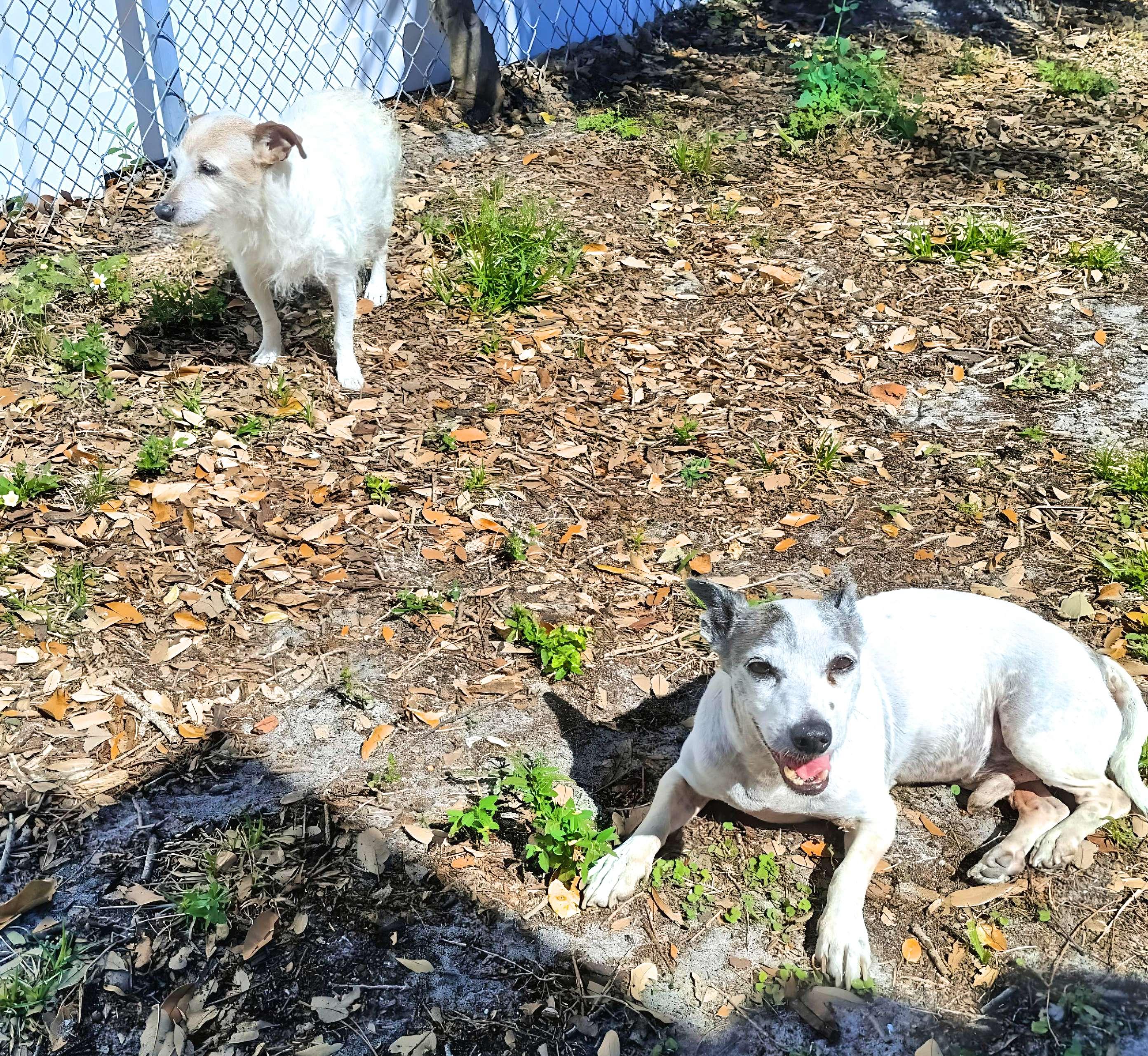 Enlarge Snoopy & Chloe, a Adopted mixed breed in St Petersburg, FL image 4/6
