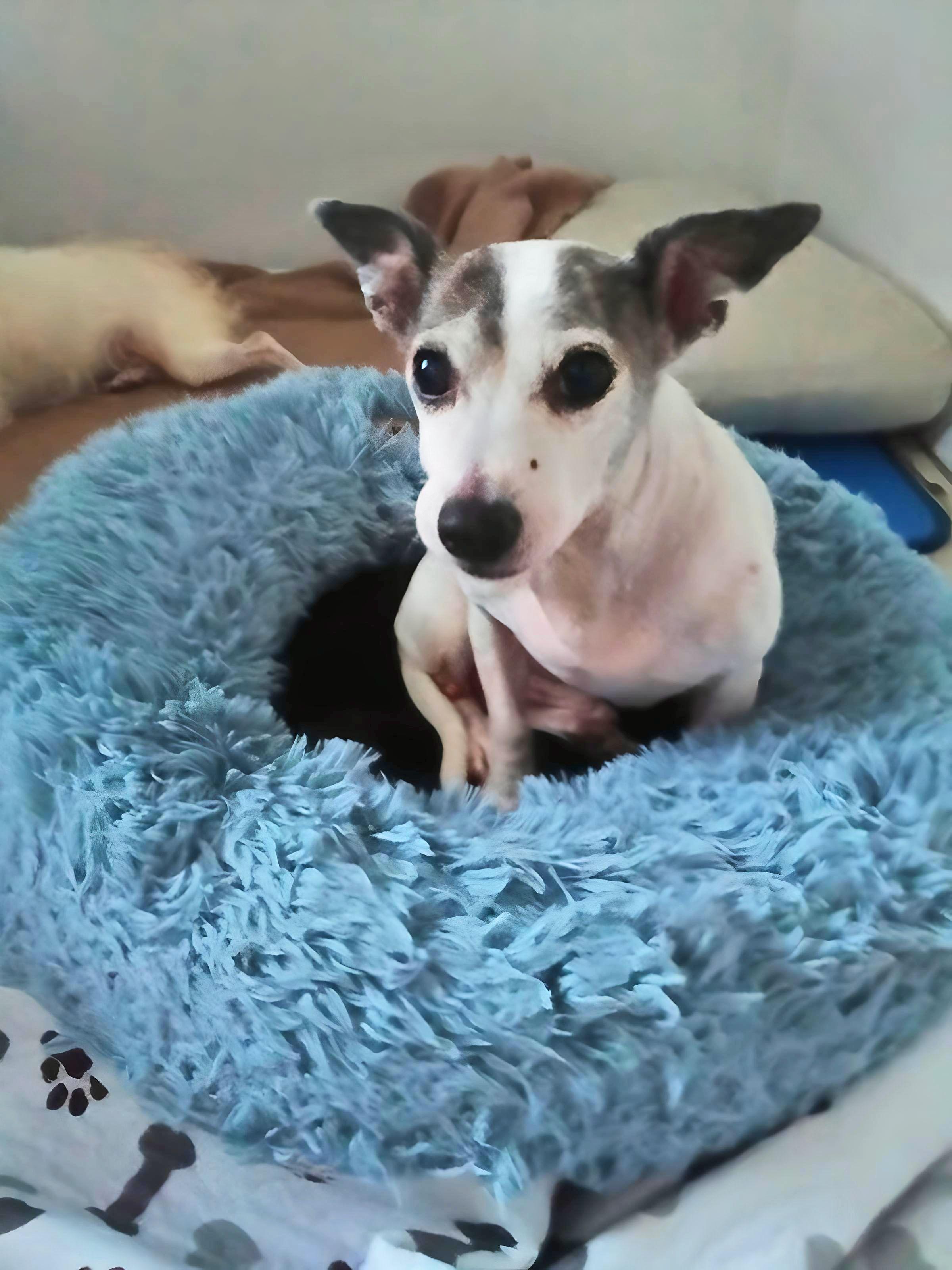 Enlarge Snoopy & Chloe, a Adopted mixed breed in St Petersburg, FL image 6/6