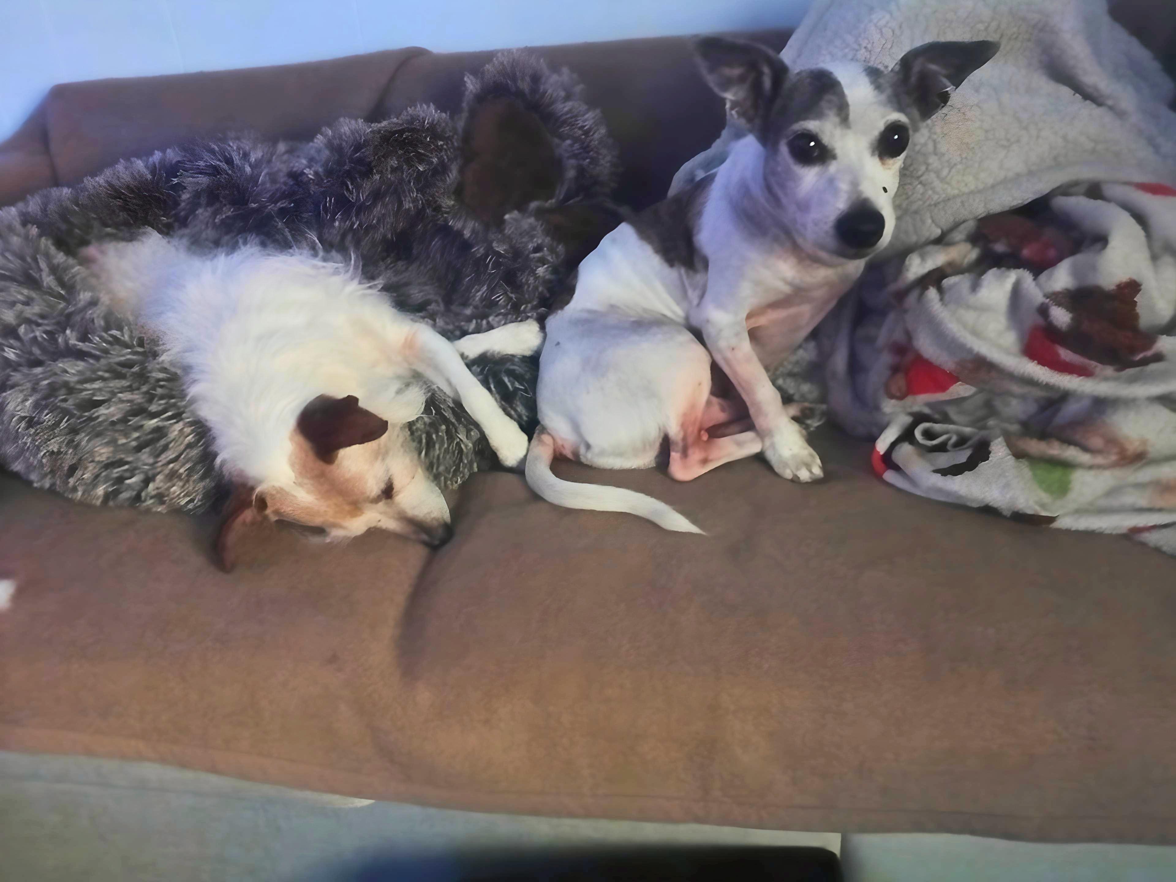 Enlarge Snoopy & Chloe, a Adopted mixed breed in St Petersburg, FL image 3/6