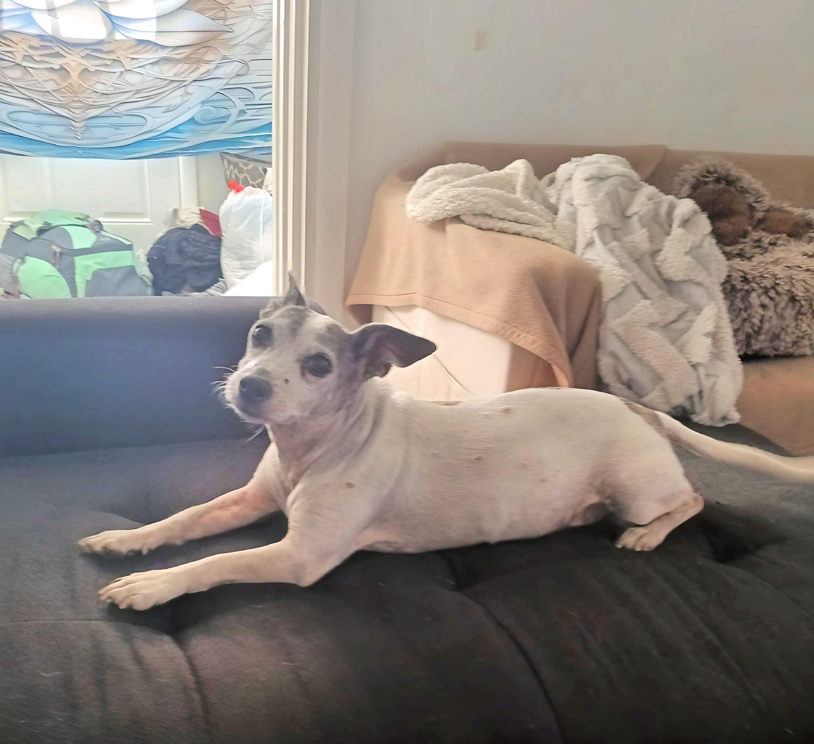 Enlarge Snoopy & Chloe, a Adopted mixed breed in St Petersburg, FL image 2/6