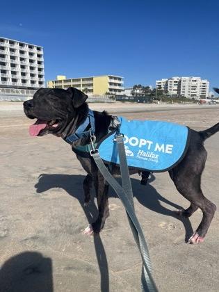Aiko - 1, Adoptable, Adult Female Pit Bull Terrier & Mixed Breed.