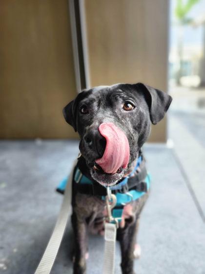 Enlarge Aiko - 1, a Adoptable mixed breed in Daytona Beach, FL image 2/3