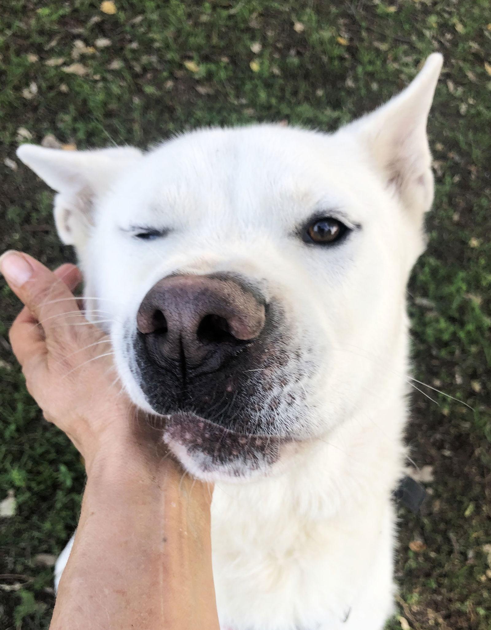 Enlarge Keanu, a Adoptable Akita in Romoland, CA image 1/3