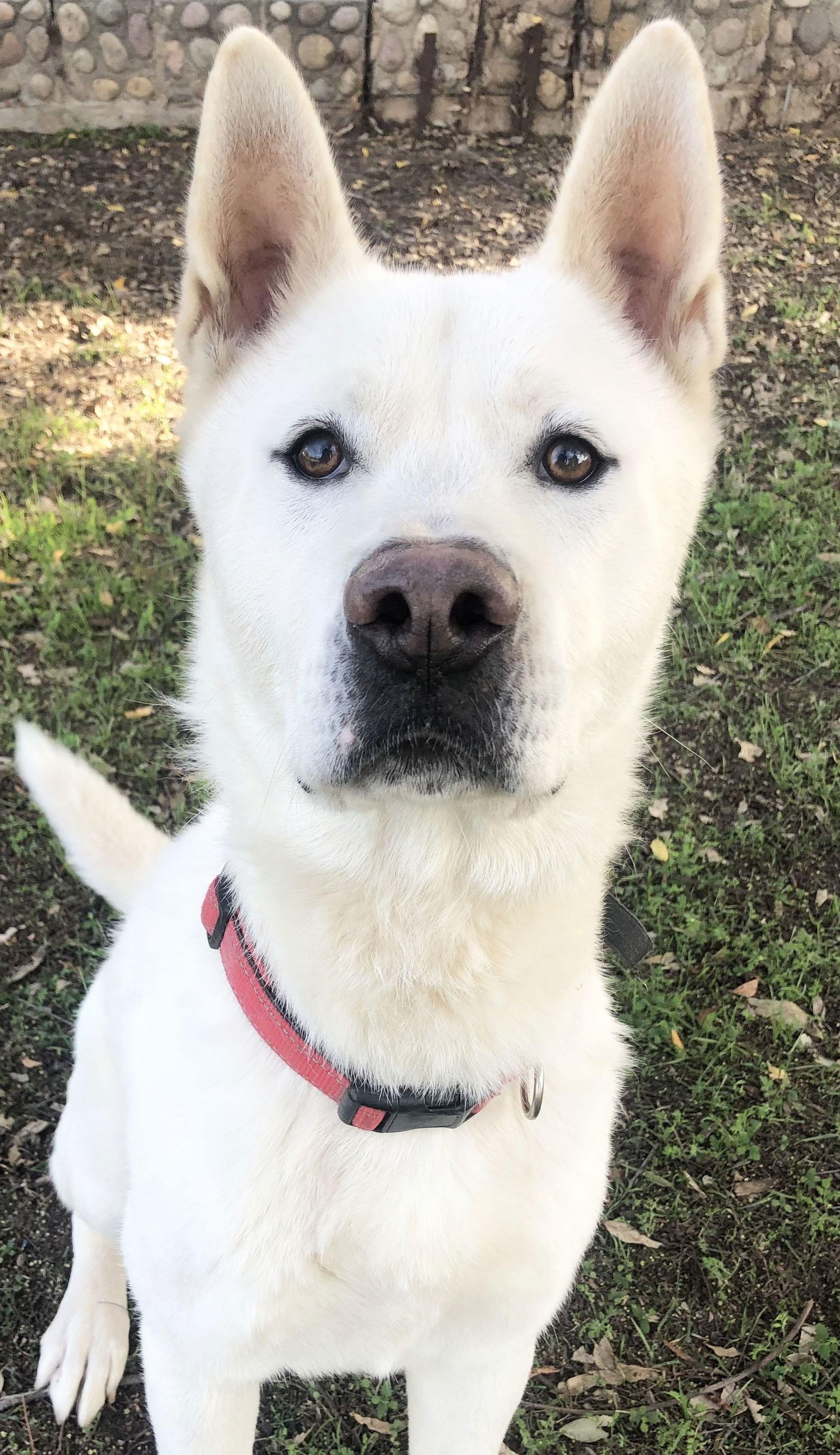 Enlarge Keanu, a Adoptable Akita in Romoland, CA image 2/3