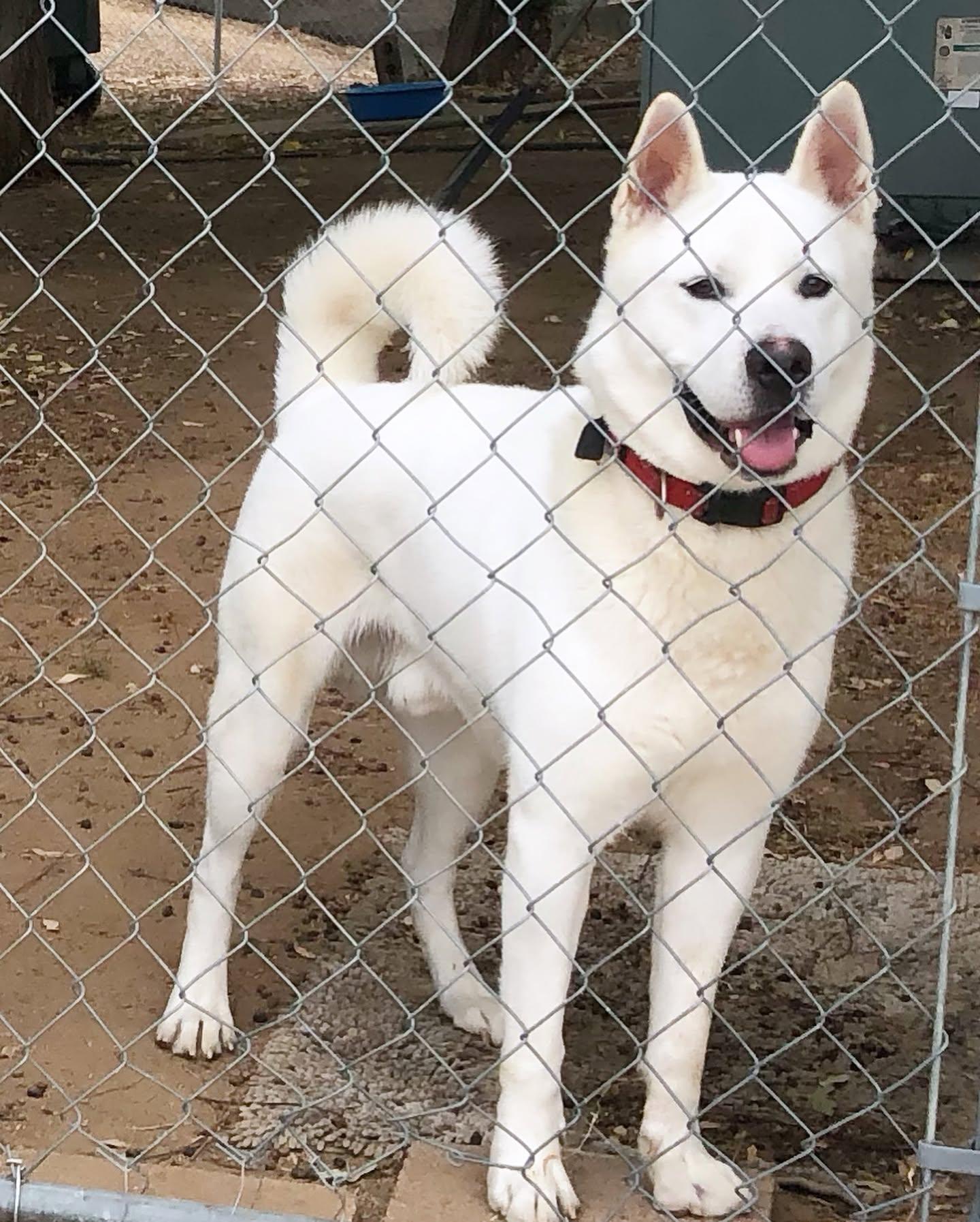 Keanu, a Adoptable Akita in Romoland, CA image 2/3