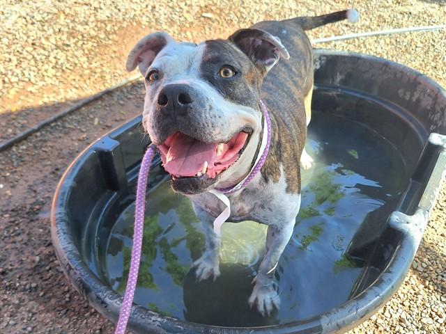 CHLOE, Adoptable, Adult Female Pit Bull Terrier.