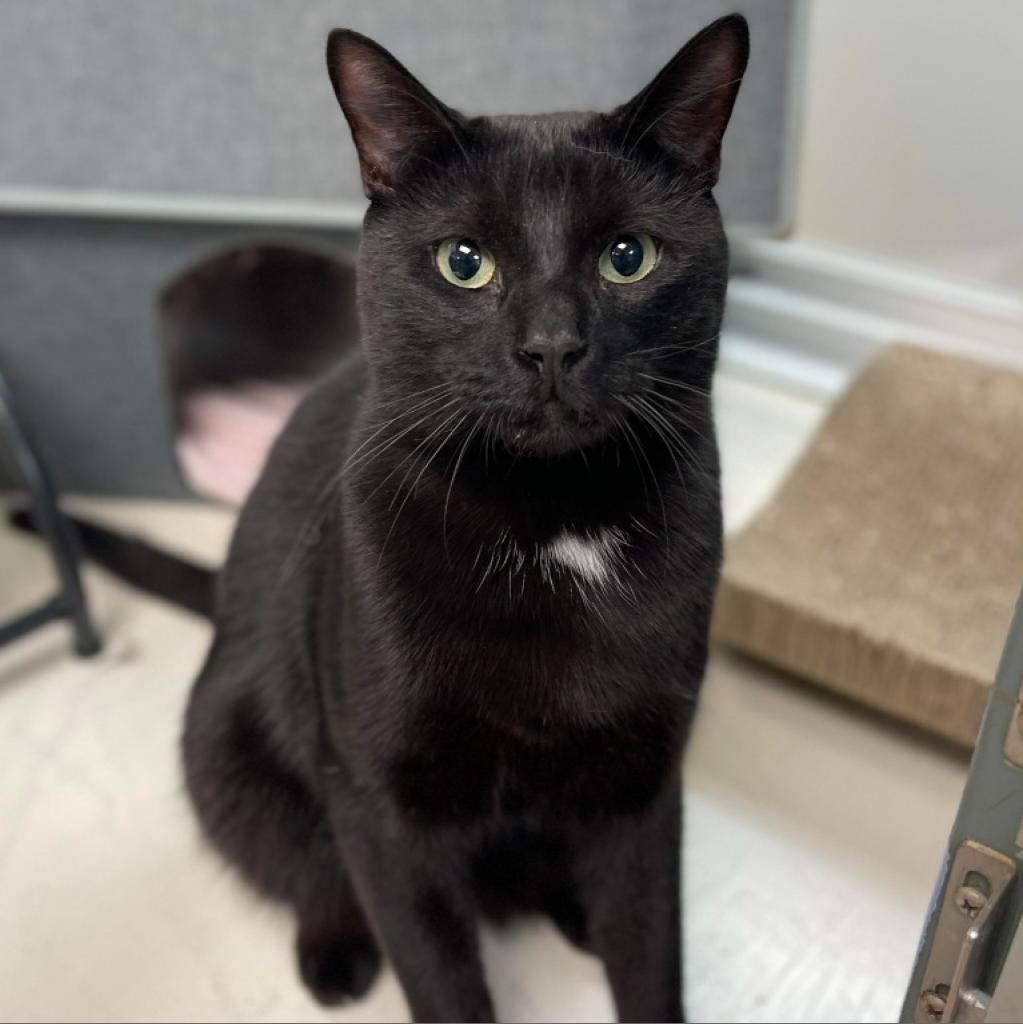 Enlarge Binx, a Adoptable Domestic Short Hair in Walden, NY image 1/1