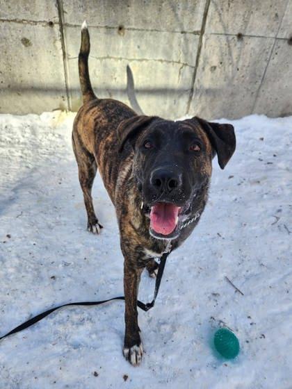 Zoe, Adoptable, Young Female Mixed Breed & Mixed Breed.