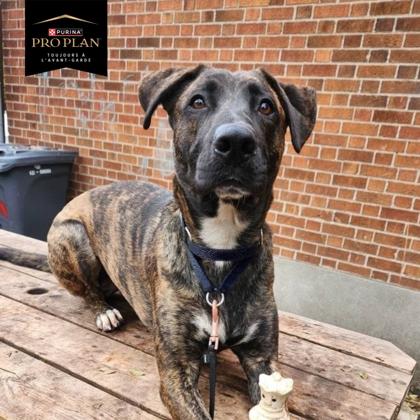 Zoe, Adoptable, Young Female Mixed Breed & Mixed Breed.