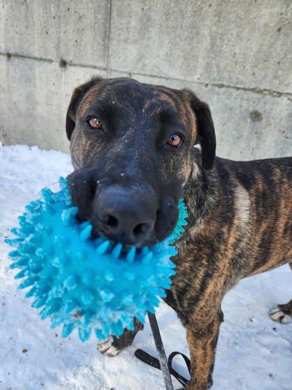 Zoe, Adoptable, Young Female Mixed Breed & Mixed Breed.