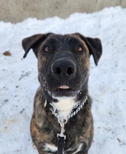 Zoe, a Adoptable mixed breed in Montreal, QC image 2/3