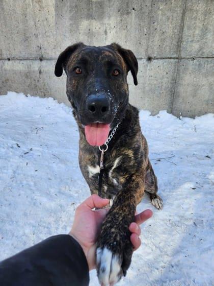 Zoe, a Adoptable mixed breed in Montreal, QC image 3/3