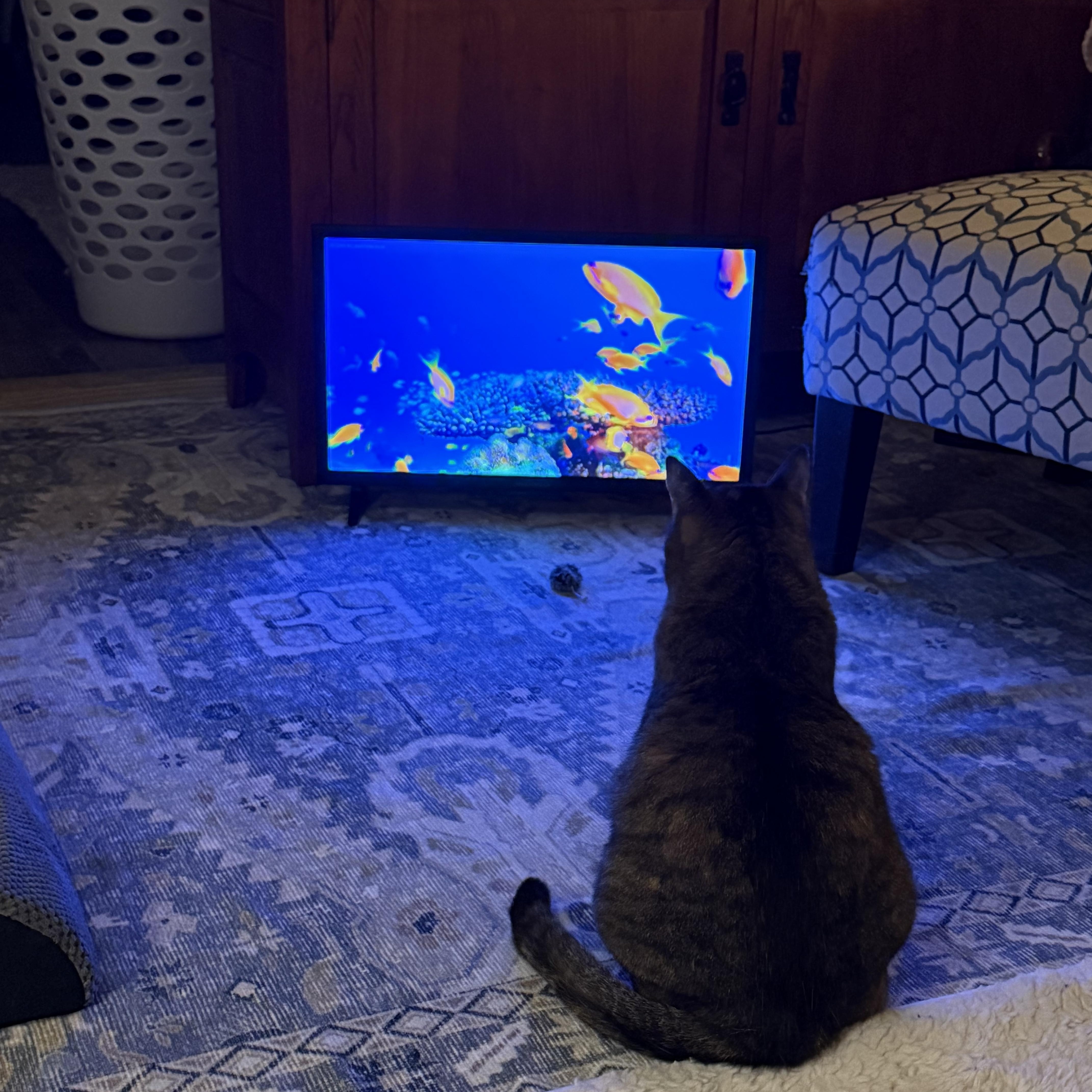 Enlarge Mimi, a Adoptable Domestic Short Hair in Woodville , WI image 3/6