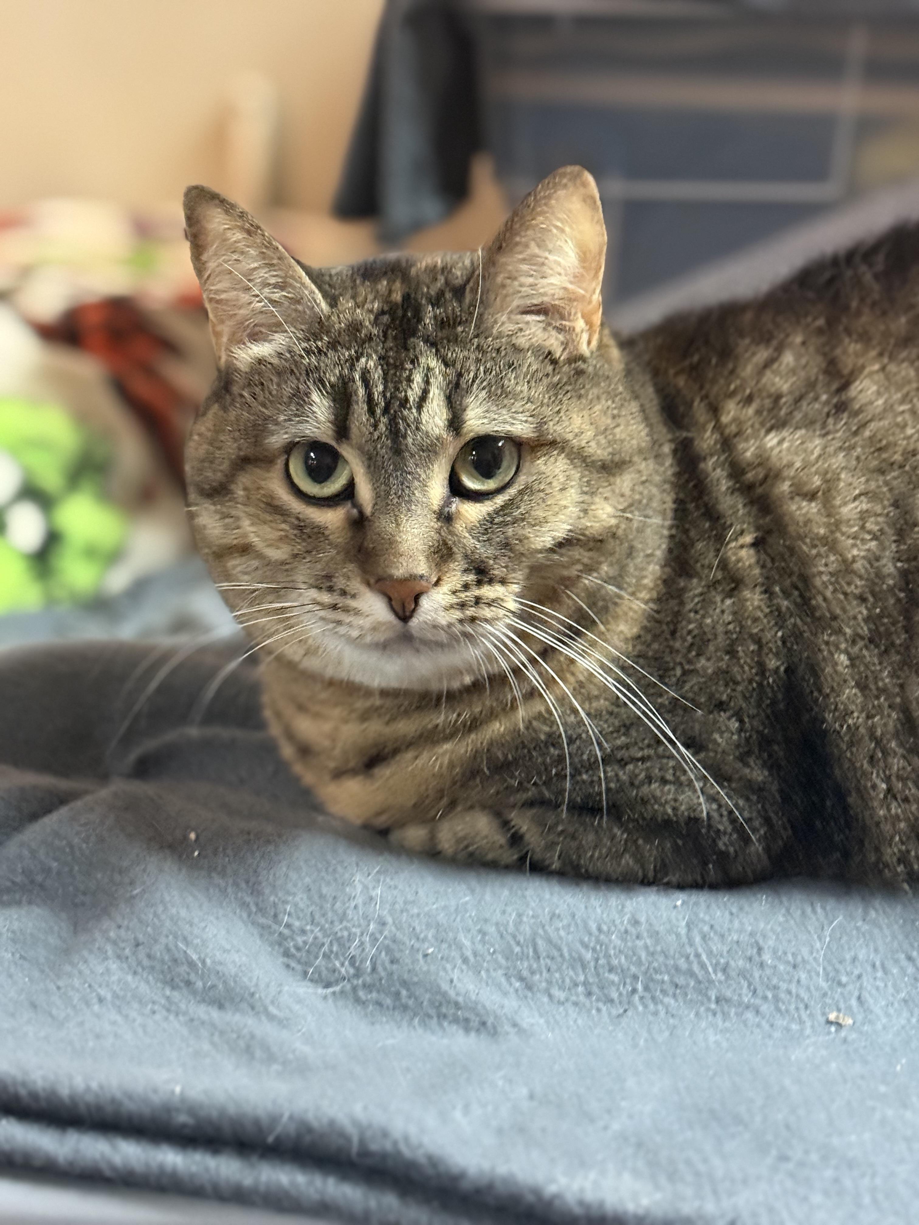 Enlarge Mimi, a Adoptable Domestic Short Hair in Woodville , WI image 4/6