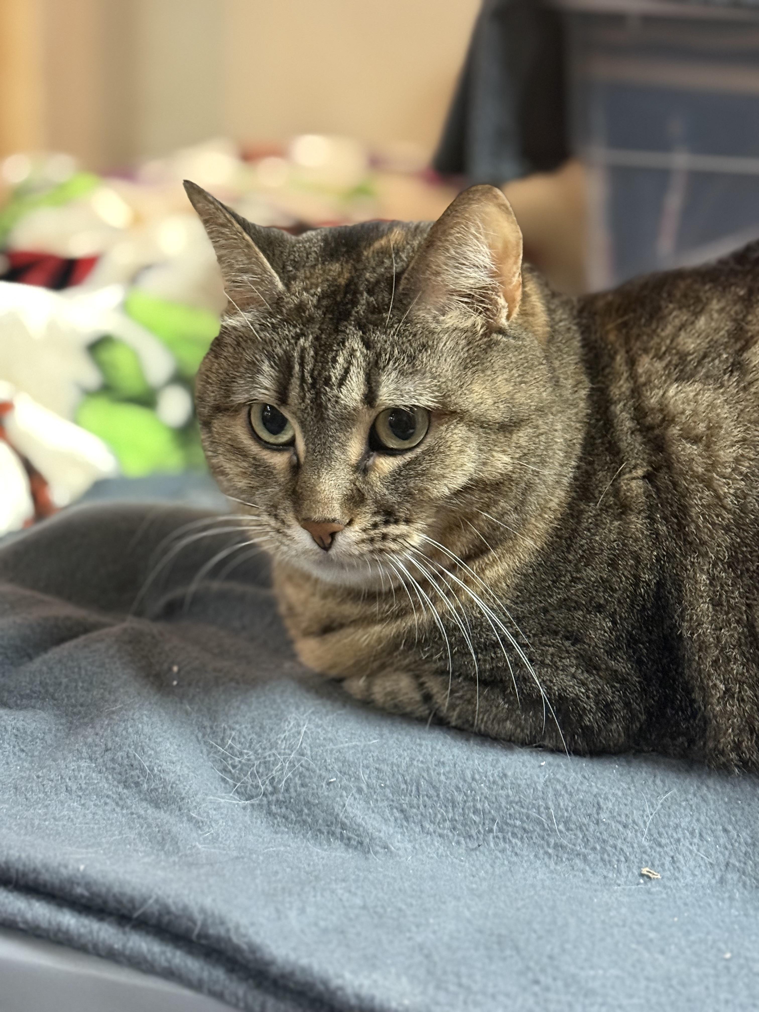 Enlarge Mimi, a Adoptable Domestic Short Hair in Woodville , WI image 5/6