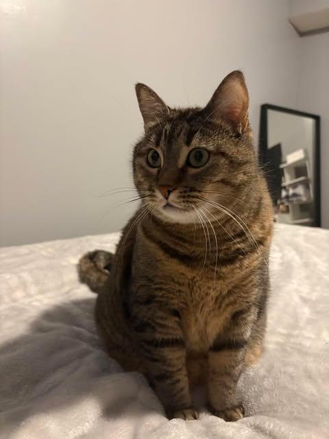 Enlarge Mimi, a Adoptable Domestic Short Hair in Woodville , WI image 6/6