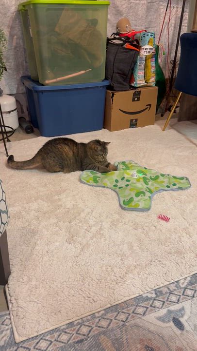 Enlarge Mimi, a Adoptable Domestic Short Hair in Woodville , WI video 2/6