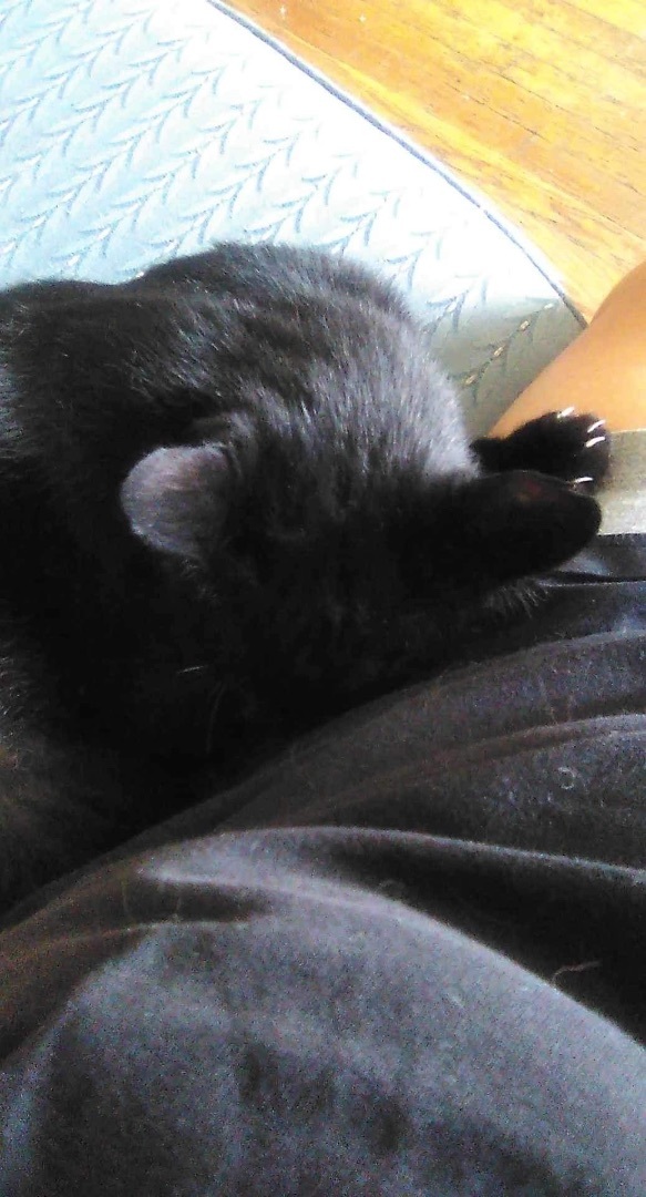 Pete intelligent smart - single cat home , Adoptable, Young Male Bombay & Domestic Short Hair.