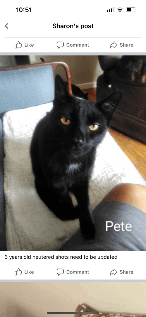 Pete intelligent smart - single cat home , Young Male Bombay