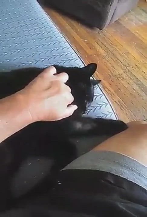 Enlarge Pete intelligent smart - single cat home , a Adoptable mixed breed in West Chester, PA video 3/4