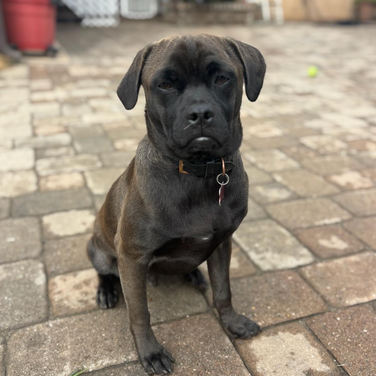 Enlarge Riley, a Adoptable mixed breed in Seal Beach, CA image 3/6