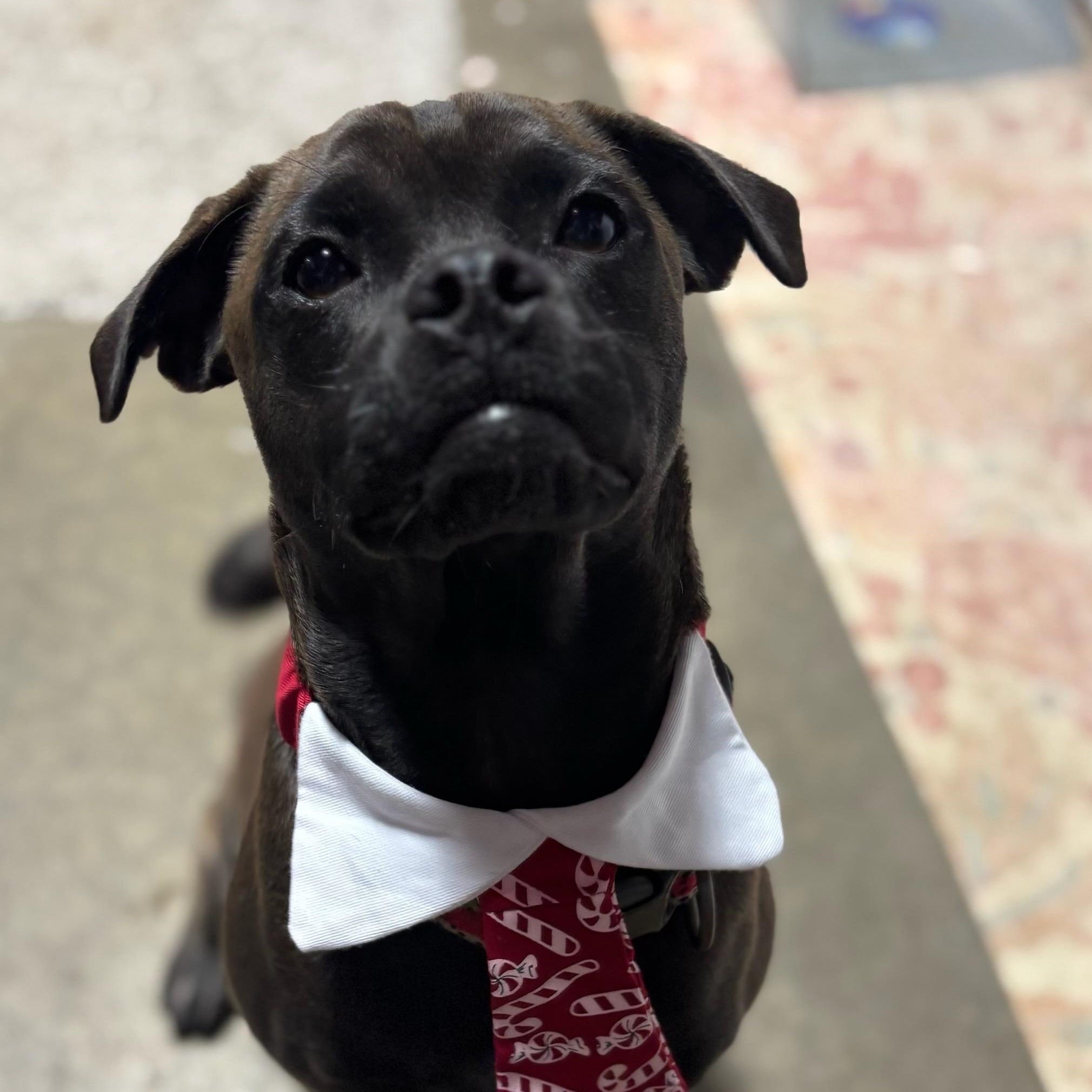 Riley, Adoptable, Young Male Pug.