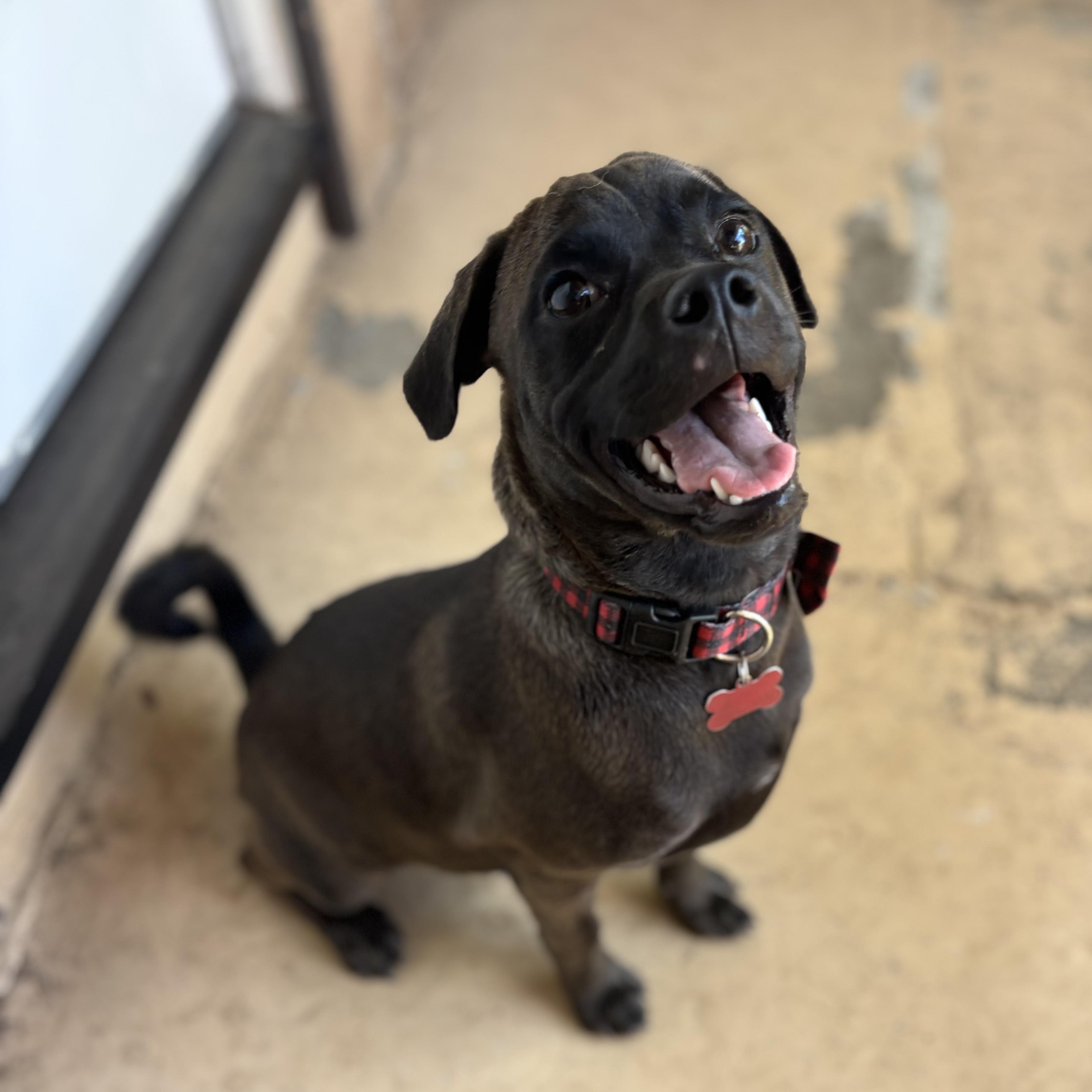 Enlarge Riley, a Adoptable mixed breed in Seal Beach, CA image 5/6