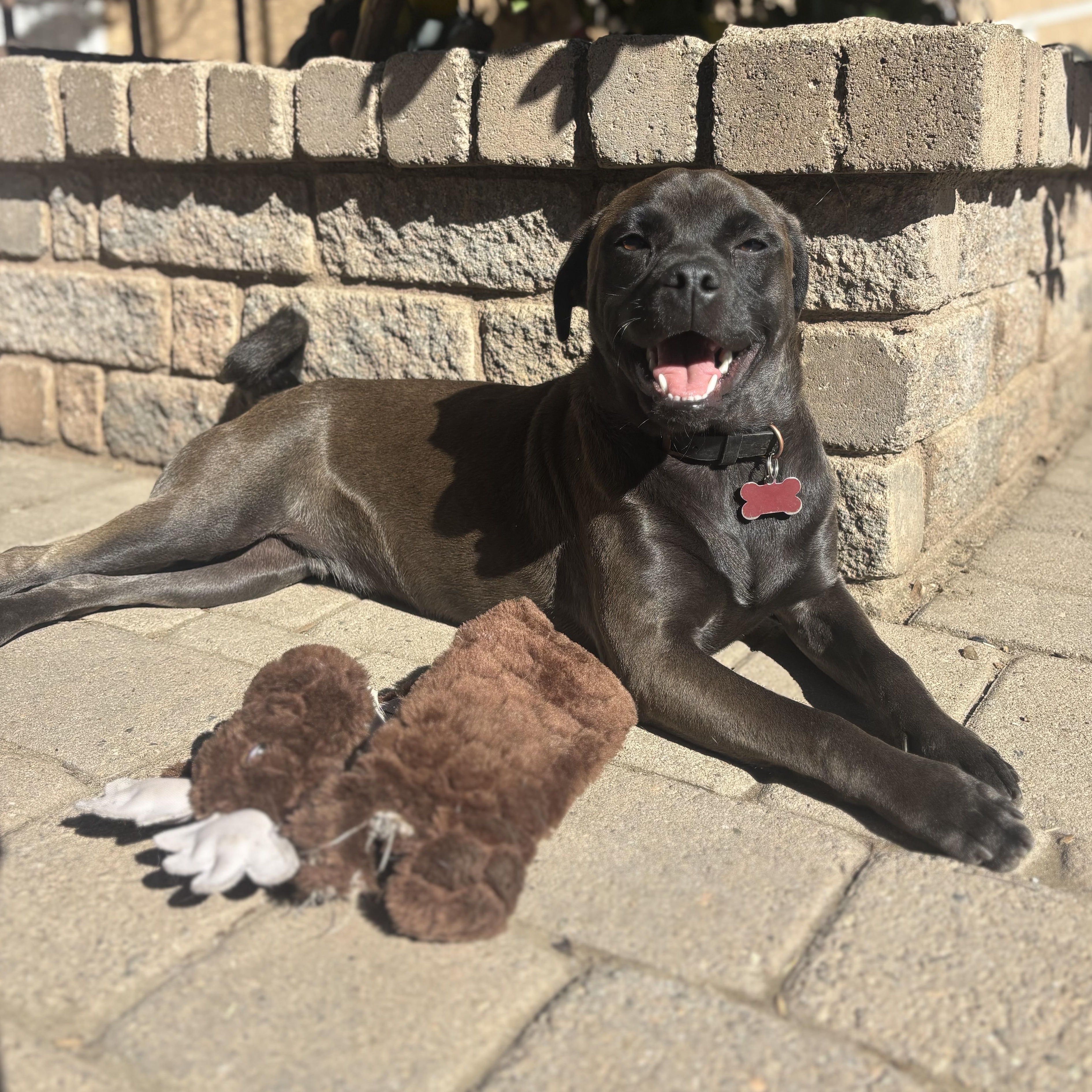 Enlarge Riley, a Adoptable mixed breed in Seal Beach, CA image 2/6