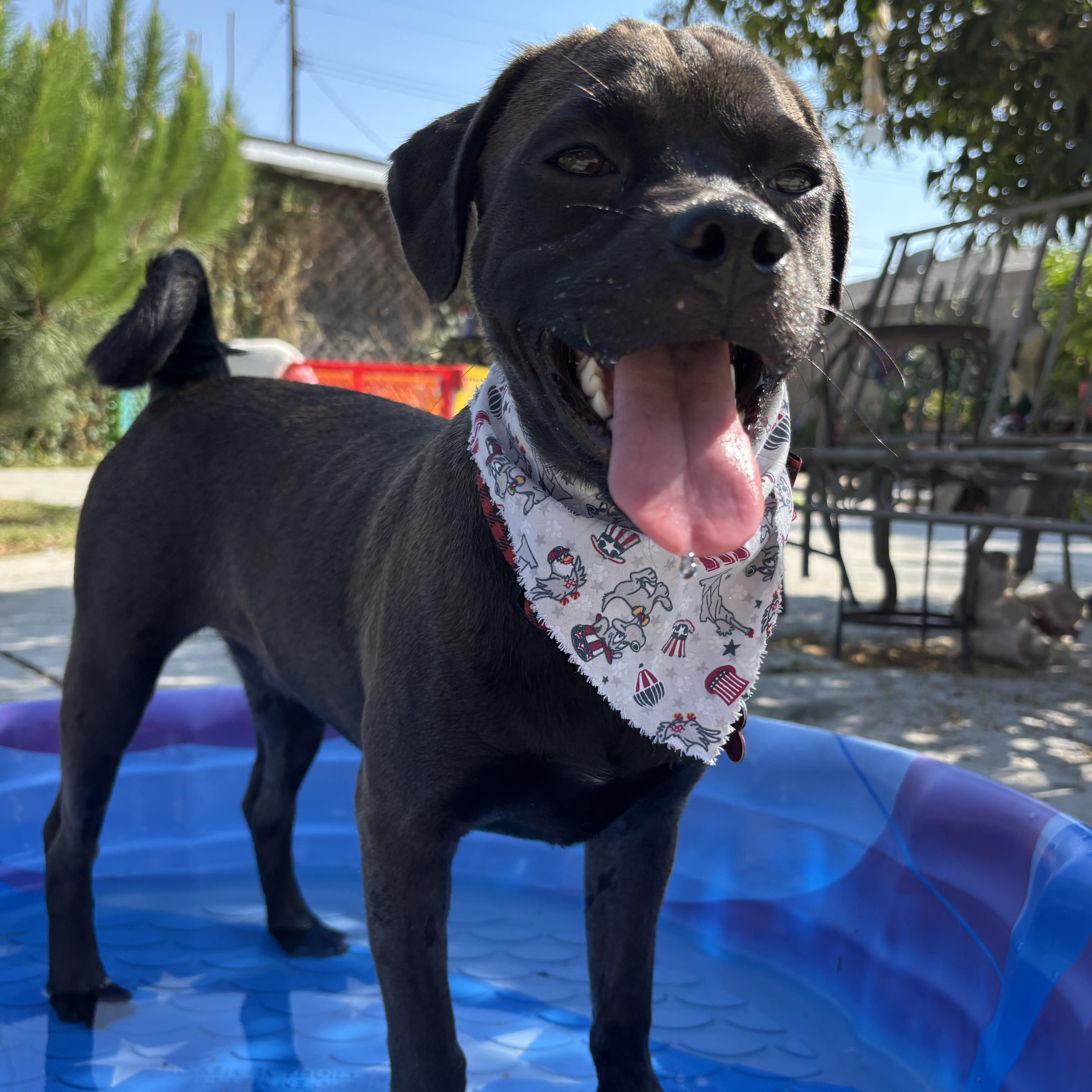 Enlarge Riley, a Adoptable mixed breed in Seal Beach, CA image 6/6