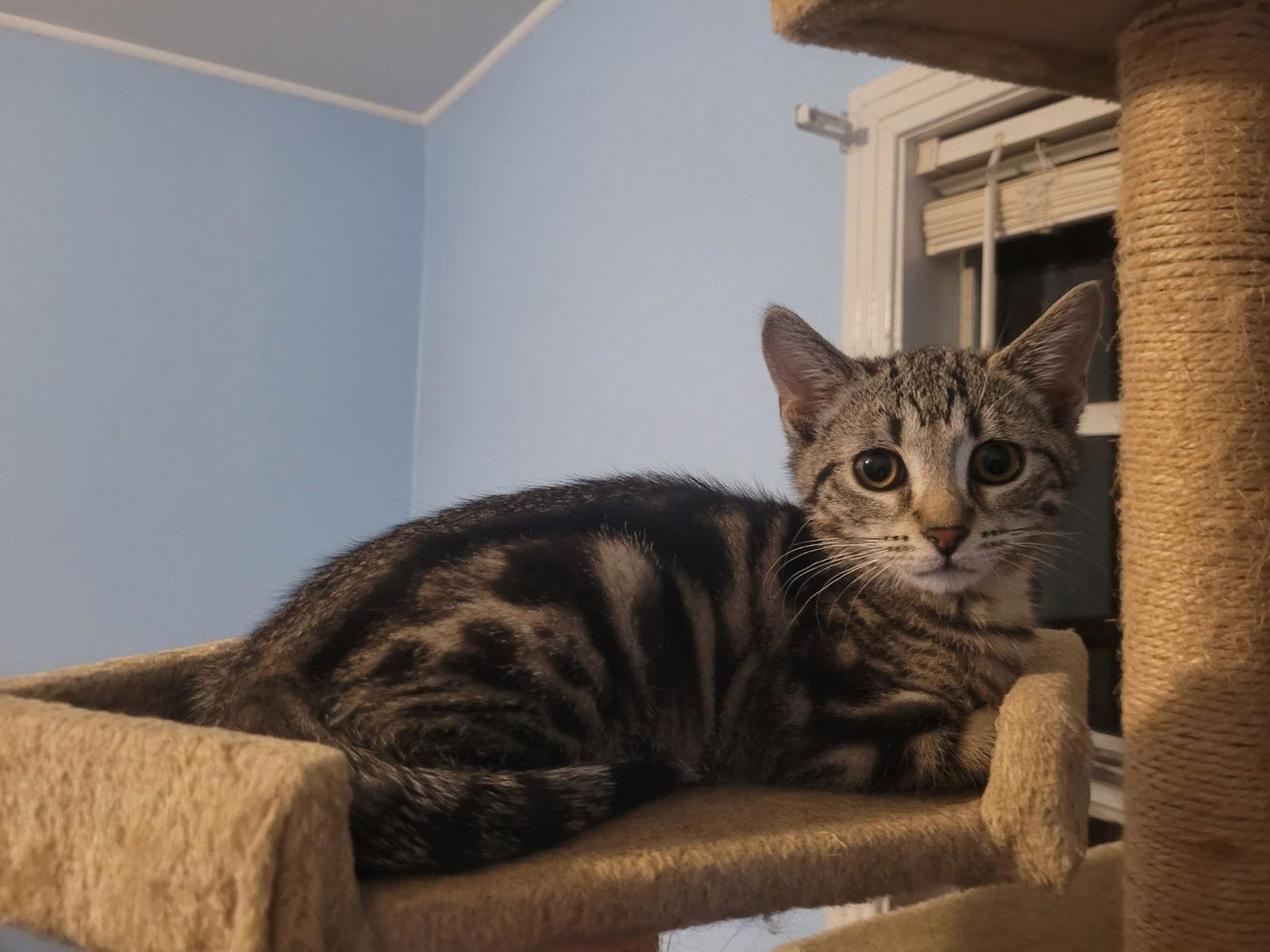 Galaxy, Adopted, Adult Female Domestic Short Hair.