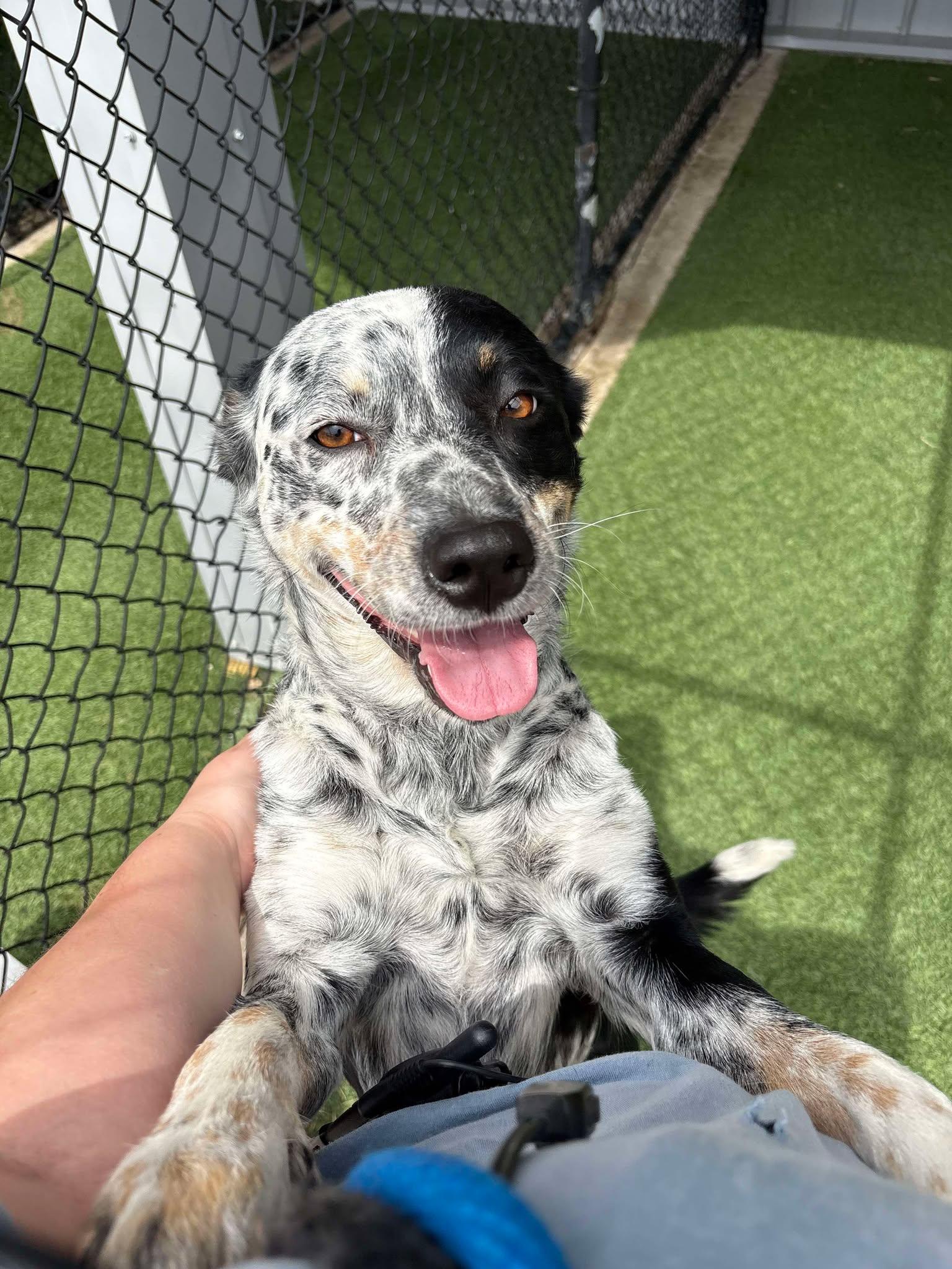 Lucy, Adoptable, Adult Female Australian Cattle Dog / Blue Heeler & Border Collie.
