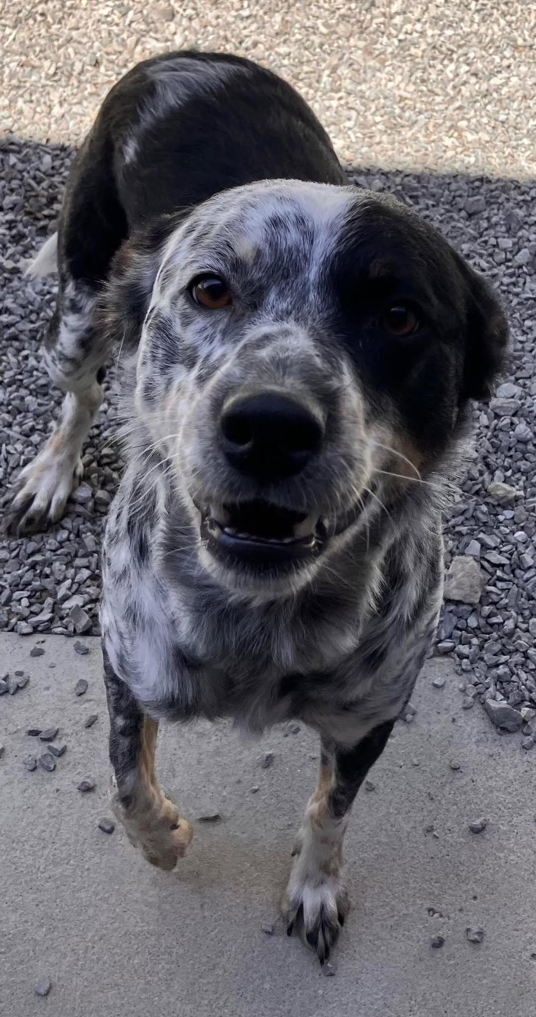 Lucy, a Adoptable mixed breed in Richmond, KY image 2/5