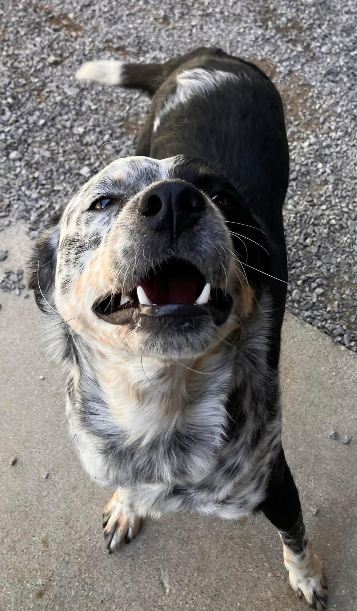 Lucy, a Adoptable mixed breed in Richmond, KY image 3/5