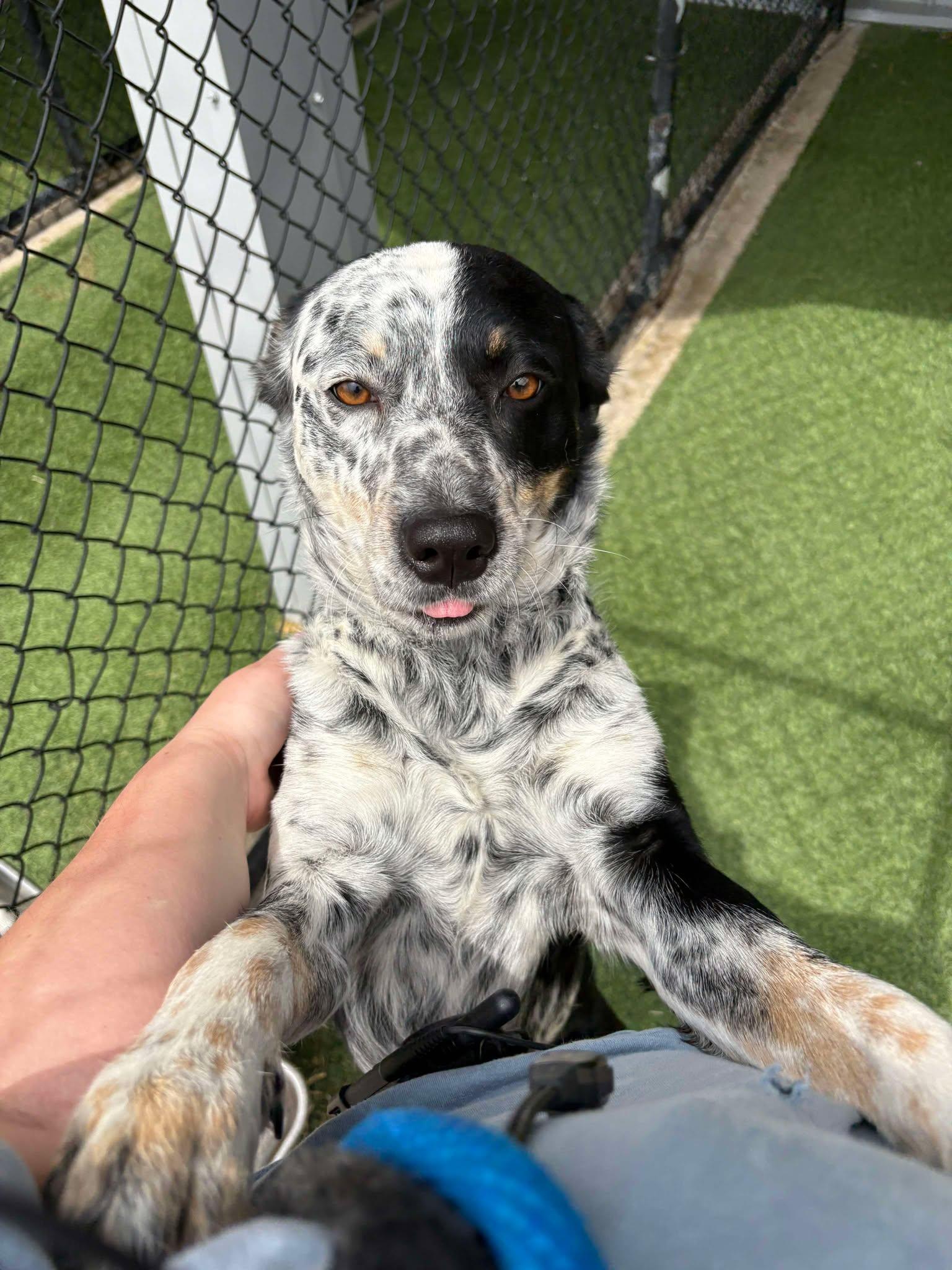 Lucy, a Adoptable mixed breed in Richmond, KY image 4/5