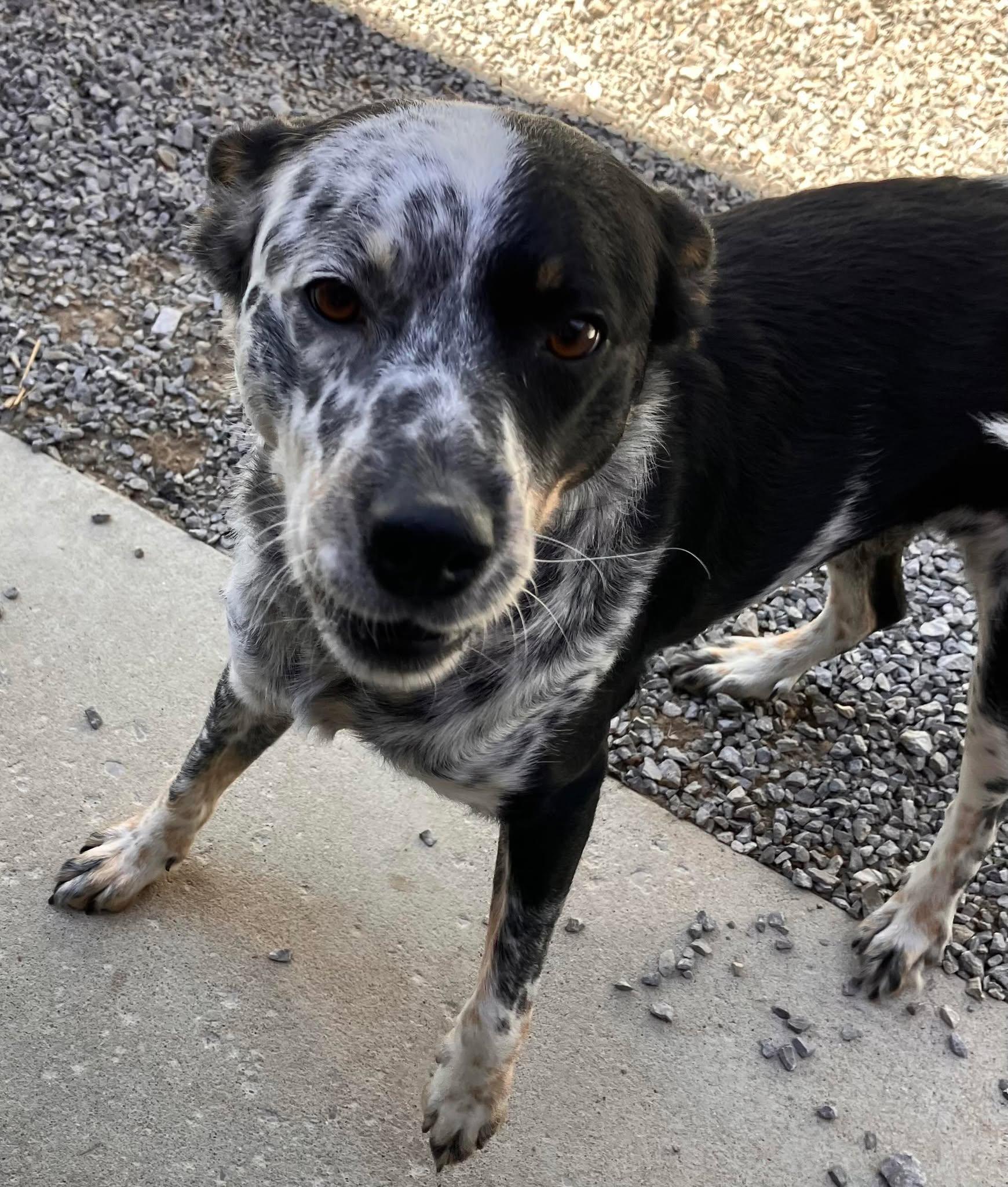 Lucy, a Adoptable mixed breed in Richmond, KY image 5/5