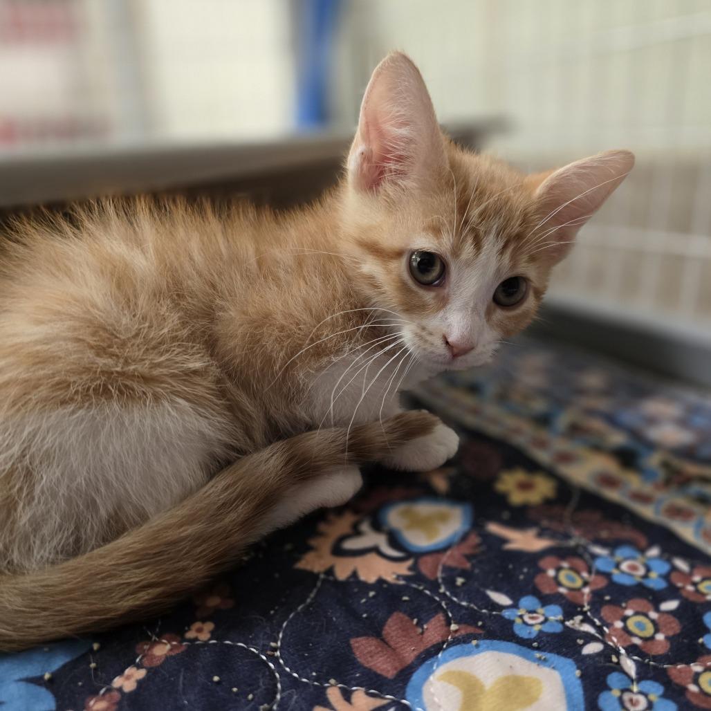 Meowth - kitten cuteness, adopted, Kitten Female Domestic Short Hair.
