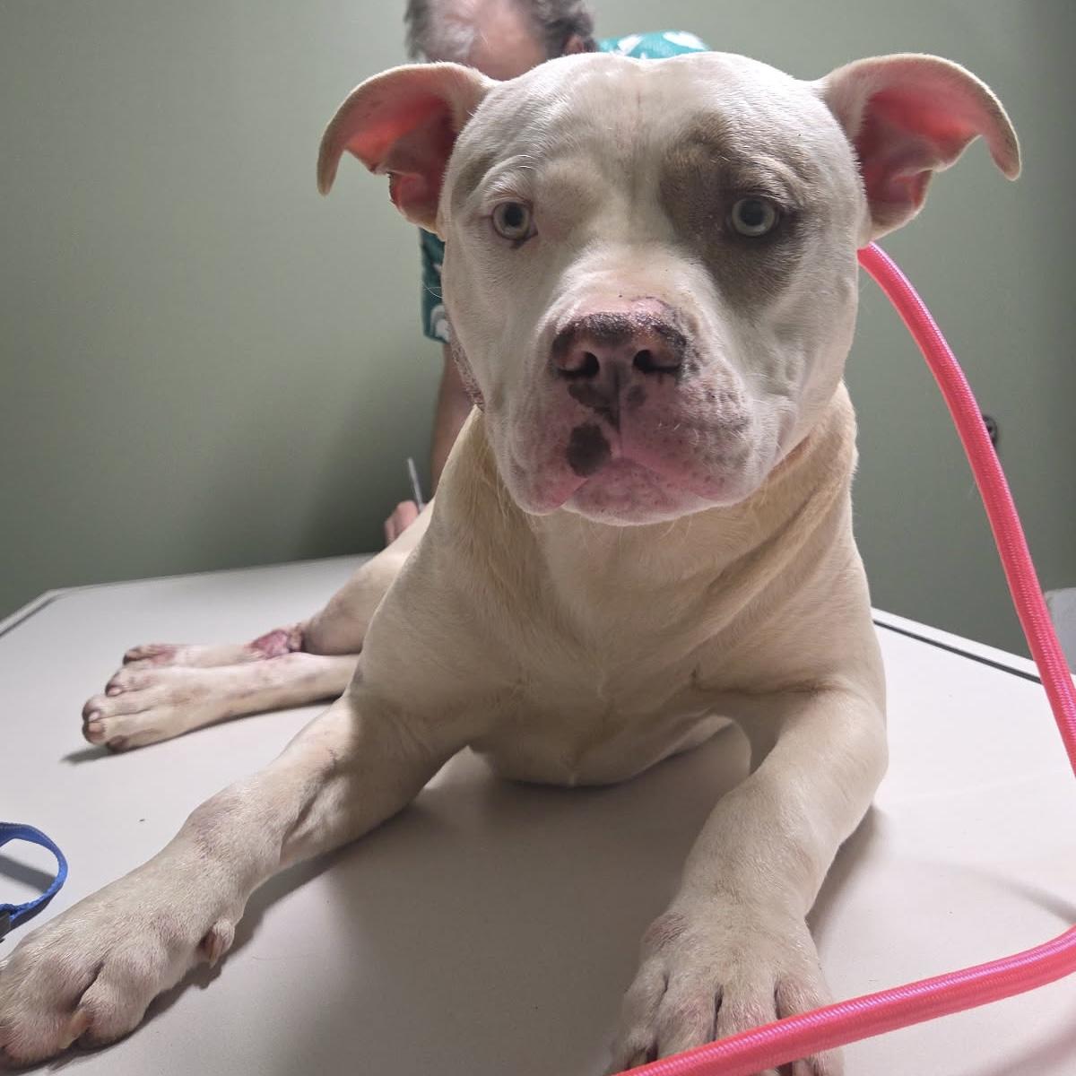 Enlarge Norris, a ADOPTABLE mixed breed in Columbia, SC image 1/4