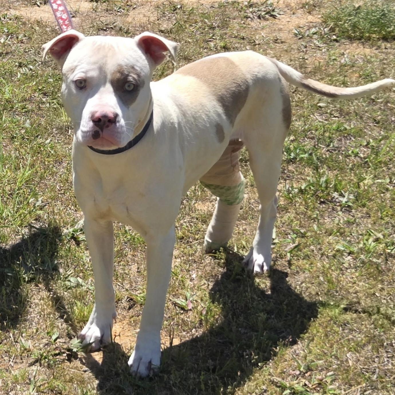 Enlarge Norris, a ADOPTABLE mixed breed in Columbia, SC image 4/4