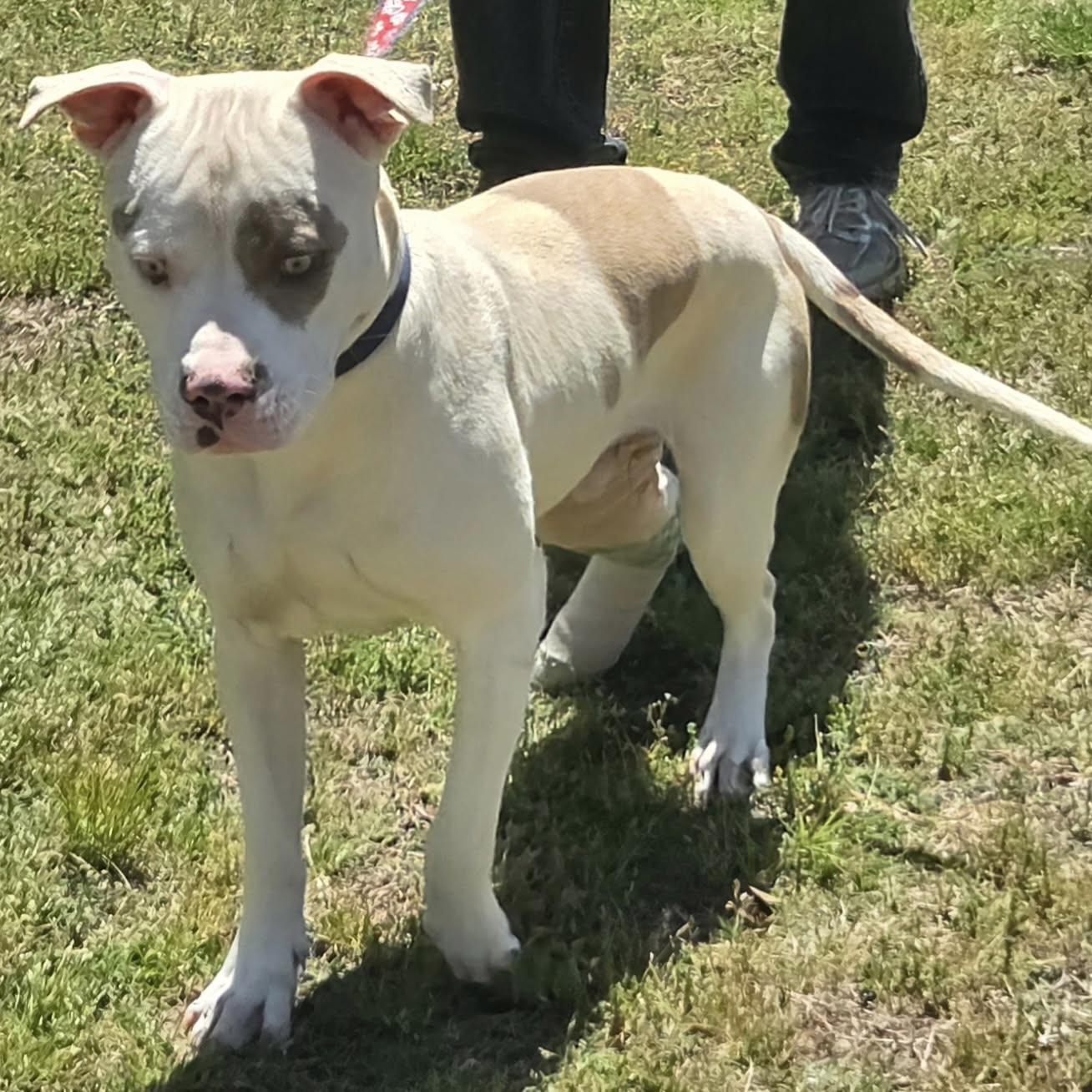 Enlarge Norris, a ADOPTABLE mixed breed in Columbia, SC image 2/4