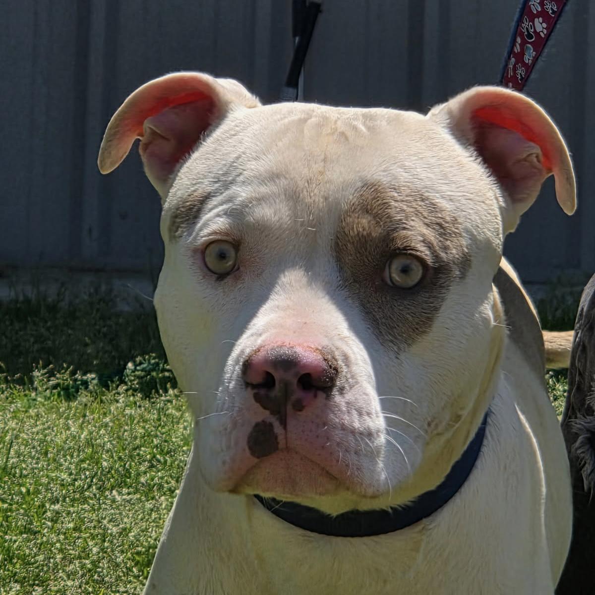 Enlarge Norris, a ADOPTABLE mixed breed in Columbia, SC image 3/4