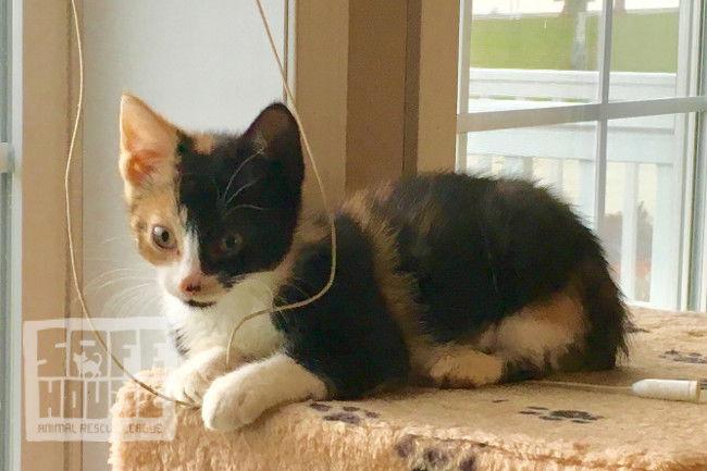 Enlarge Natalie, a Adopted Calico in Dalzell, IL image 1/3