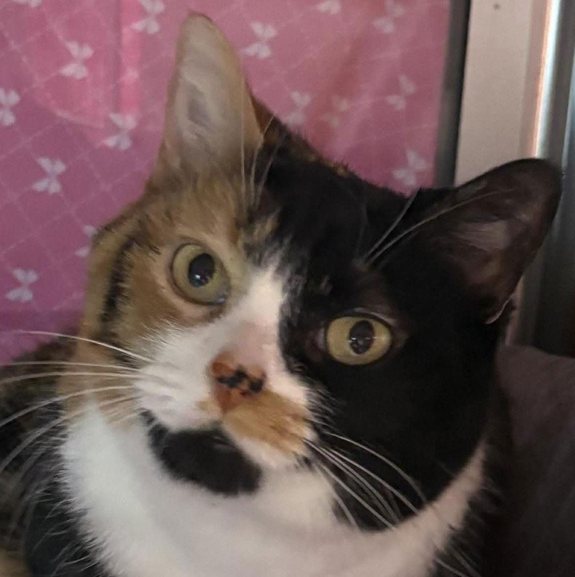 Natalie, Adopted, Kitten Female Calico.