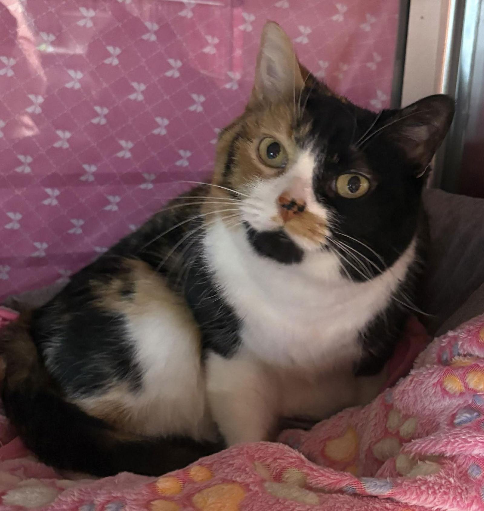 Enlarge Natalie, a Adopted Calico in Dalzell, IL image 3/3