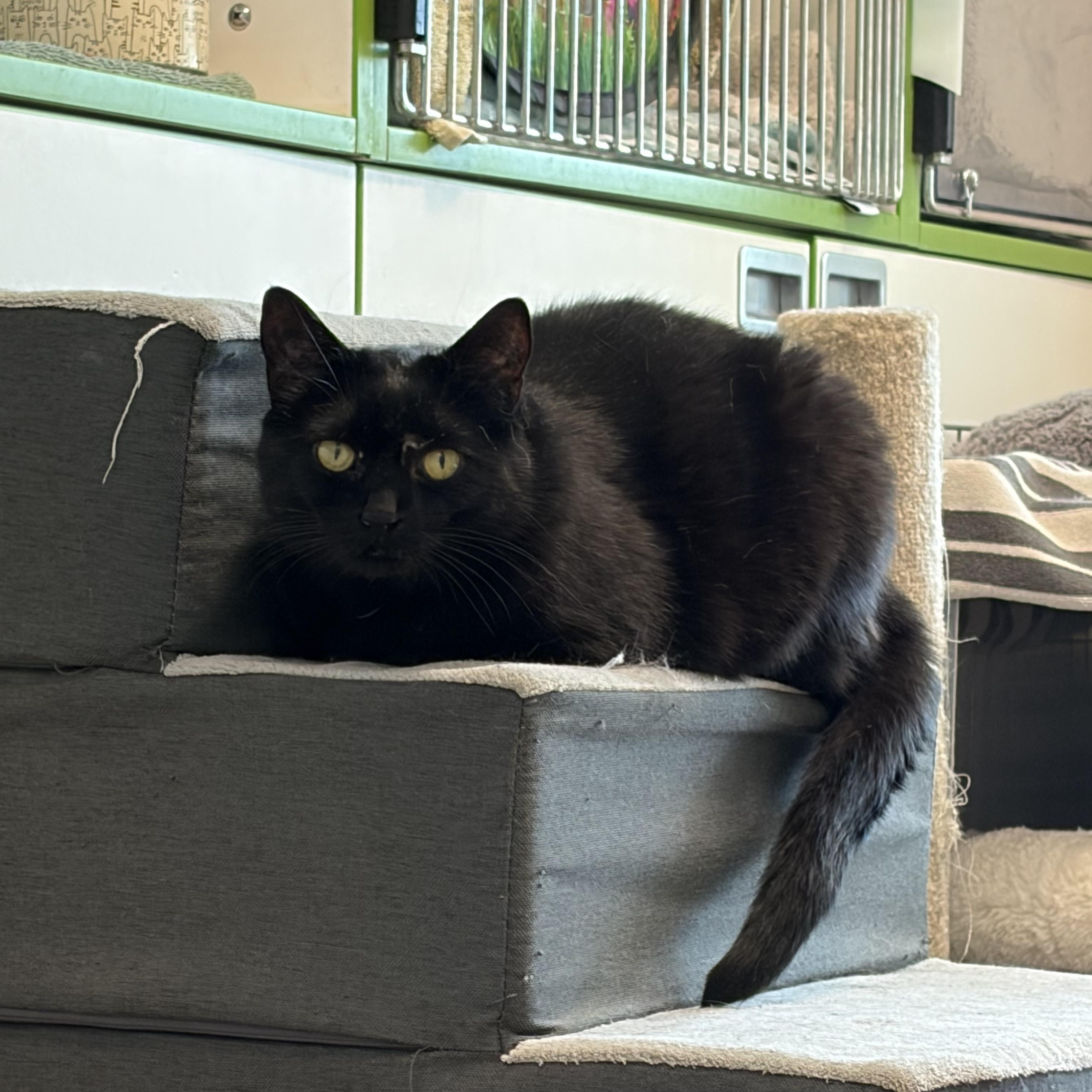 Raven, a ADOPTABLE Domestic Short Hair in New Westminster, BC image 3/3