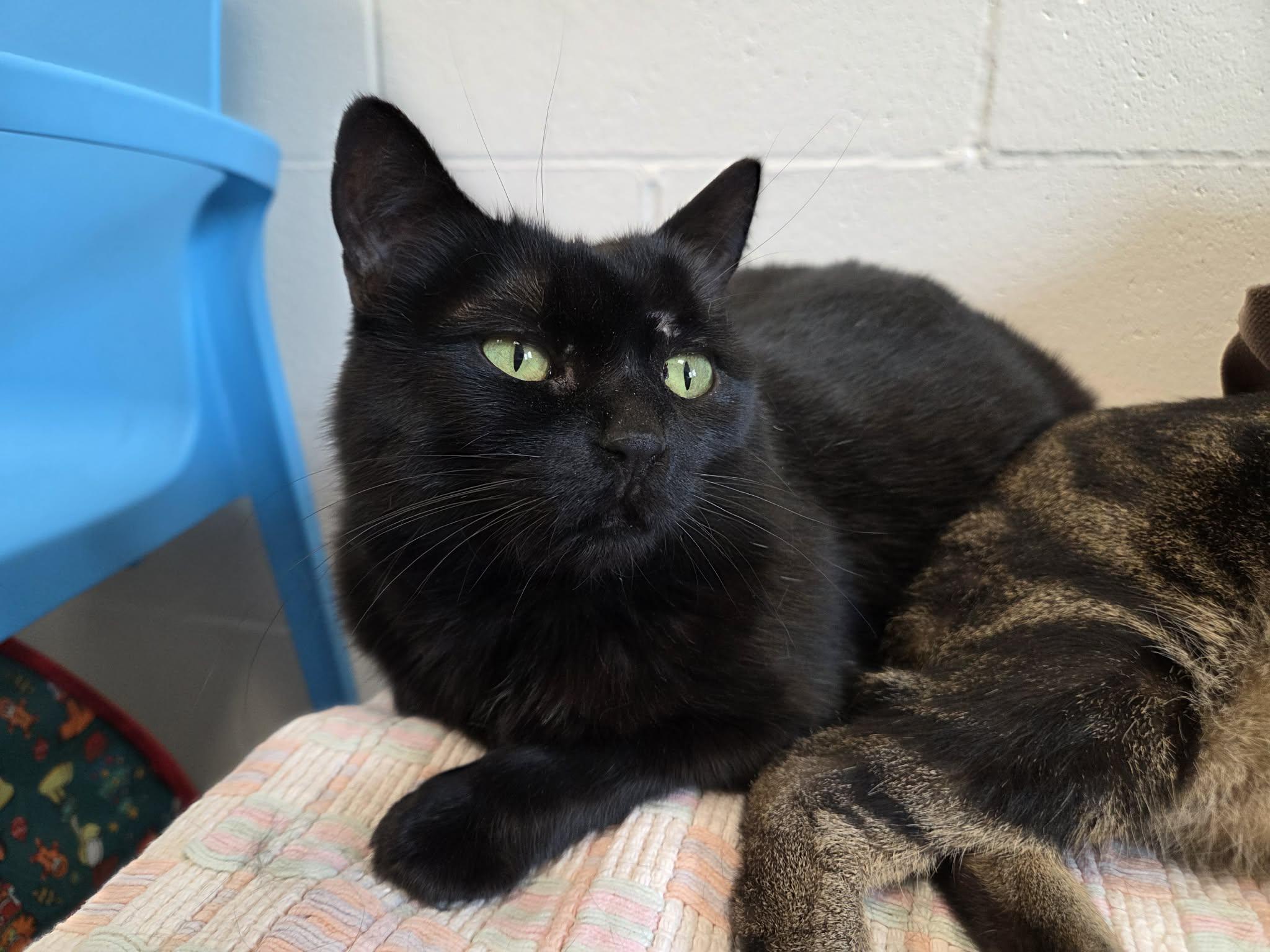 Raven, a ADOPTABLE Domestic Short Hair in New Westminster, BC image 1/3