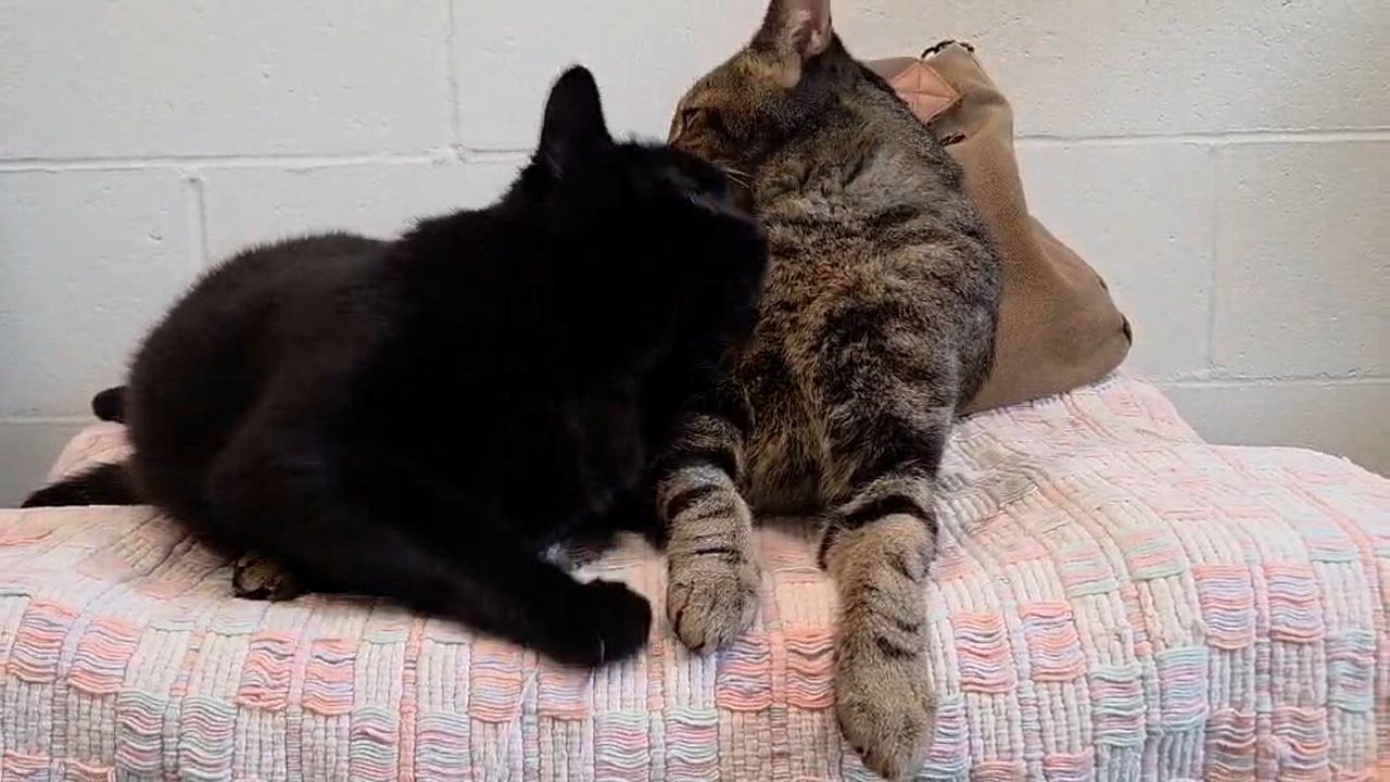 Enlarge Raven, a ADOPTABLE Domestic Short Hair in New Westminster, BC video 2/3