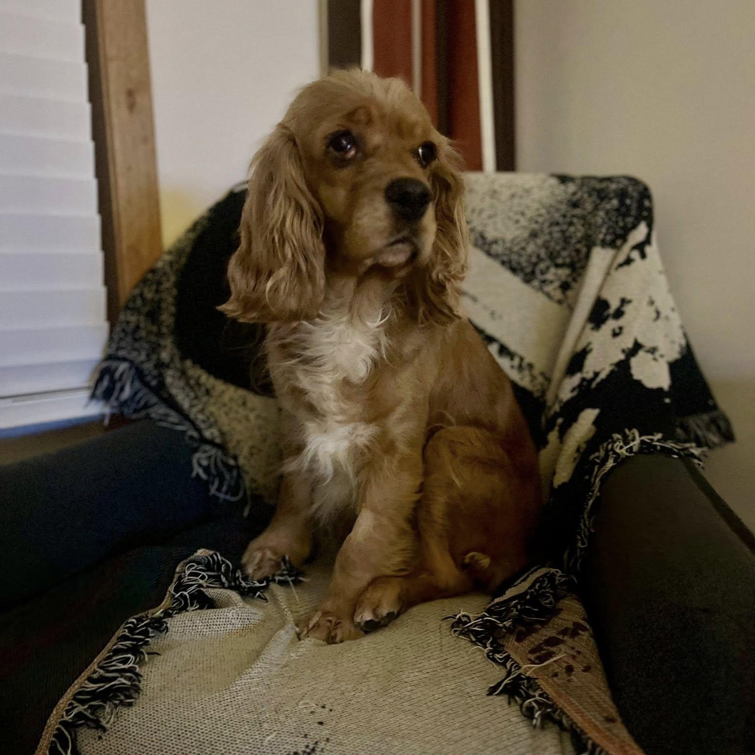 Enlarge Muffin, an adoptable Cocker Spaniel in Woodstock, ON image 4/4